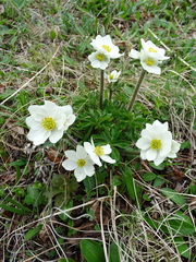 Anemonastrum sibiricum