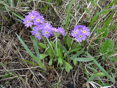 Primula mazurenkoae