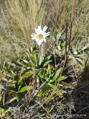 Celmisia spectabilis