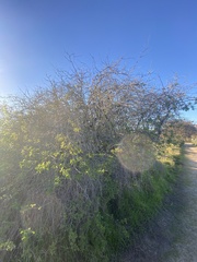 Sambucus cerulea