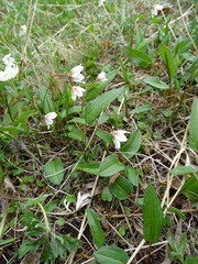 Gagea serotina