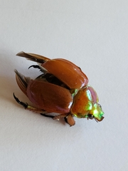 Anoplognathus viriditarsis