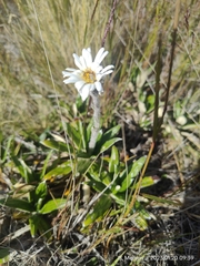 Celmisia spectabilis