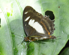 Metamorpha elissa