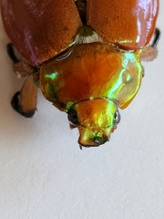 Anoplognathus viriditarsis