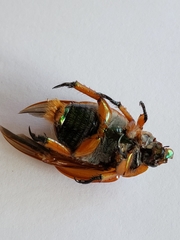 Anoplognathus viriditarsis