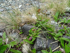 Fritillaria camschatcensis