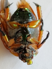 Anoplognathus viriditarsis