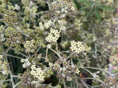 Astrotricha ledifolia