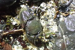 Petrolisthes