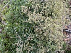 Astrotricha ledifolia