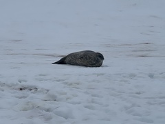 Leptonychotes weddellii