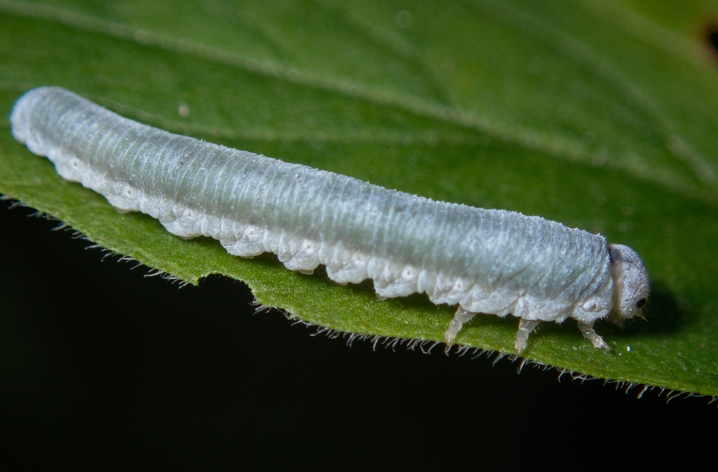 Monostegia