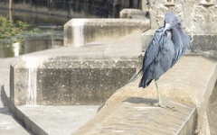 Egretta caerulea