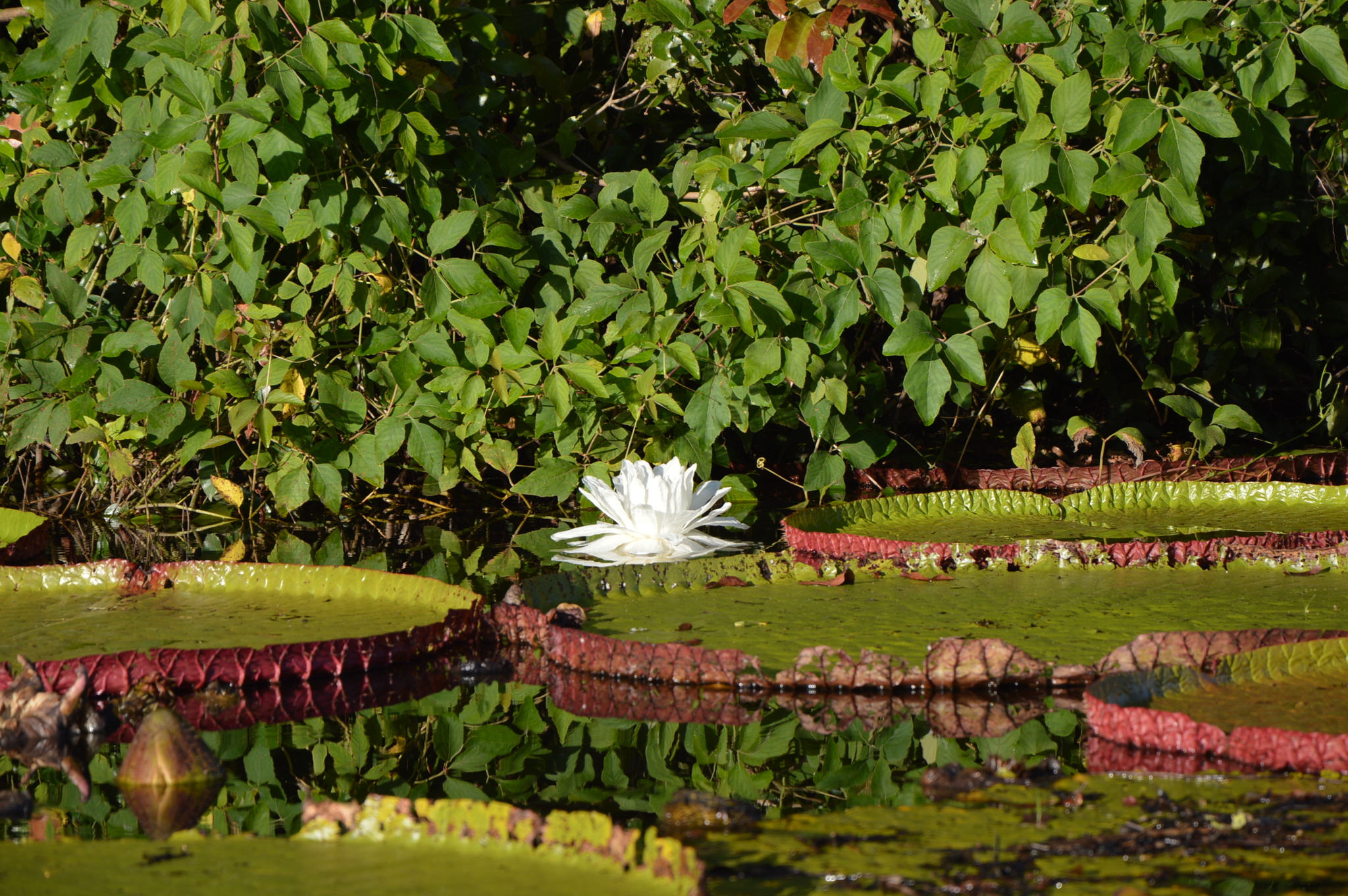Victoria amazonica