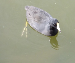 Fulica americana