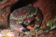Glebocarcinus oregonensis