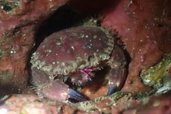 Glebocarcinus oregonensis