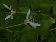 Cleome rutidosperma