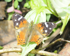 Hypanartia trimaculata