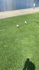 Chroicocephalus novaehollandiae