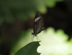 Dismorphia theucharila