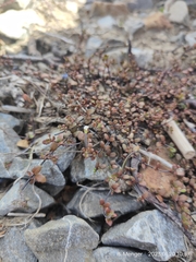 Epilobium microphyllum