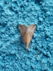 Hypena minualis