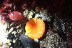 Balanophyllia elegans