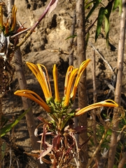 Lobelia excelsa