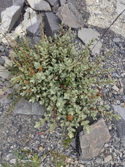 Veronica pinguifolia