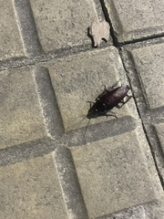 Blattodea