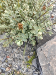 Veronica pinguifolia