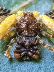 Phrynarachne ceylonica