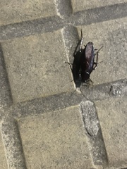 Blattodea