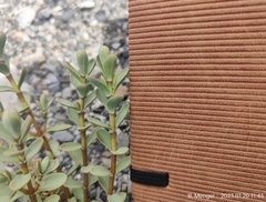 Veronica pinguifolia