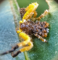 Phrynarachne ceylonica