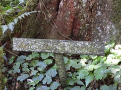 Parapiptadenia rigida