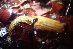 Styela montereyensis