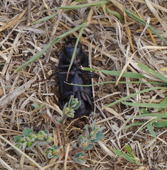Harpalus caliginosus