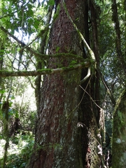 Parapiptadenia rigida