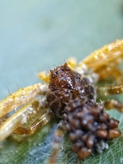 Phrynarachne ceylonica