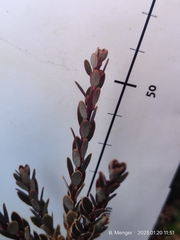 Acrothamnus colensoi