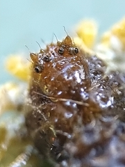 Phrynarachne ceylonica