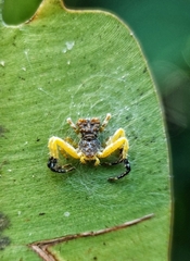 Phrynarachne ceylonica