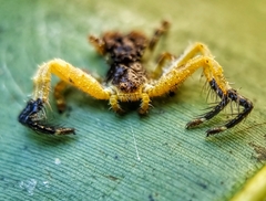 Phrynarachne ceylonica