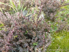 Acrothamnus colensoi