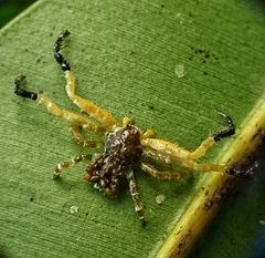 Phrynarachne ceylonica