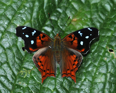 Hypanartia cinderella
