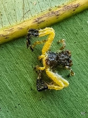 Phrynarachne ceylonica